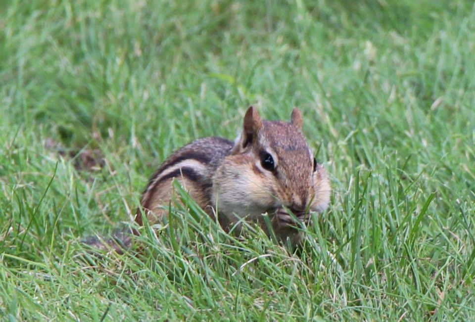 chipmunk