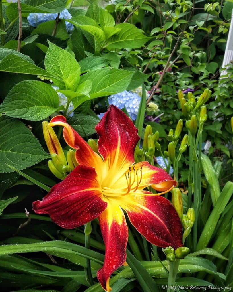 Fire Lily 2019