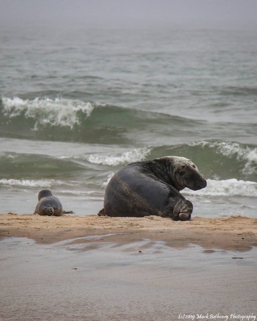 A Mother Seal with her Baby