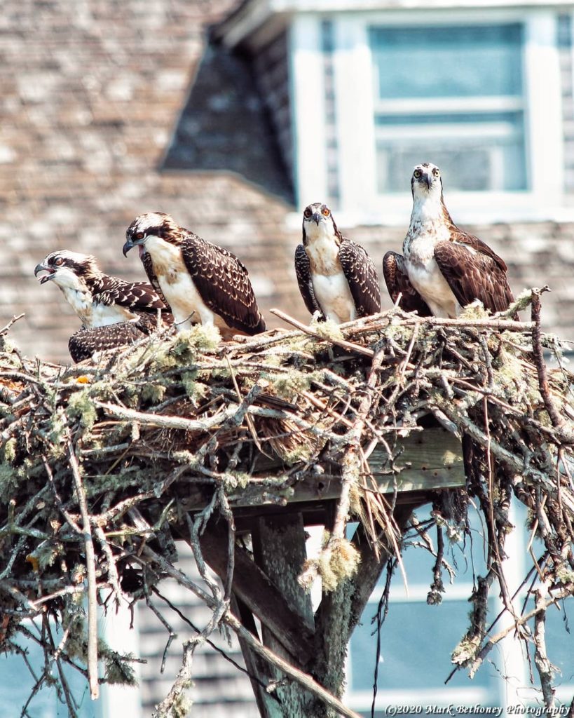 a nest of ospreys