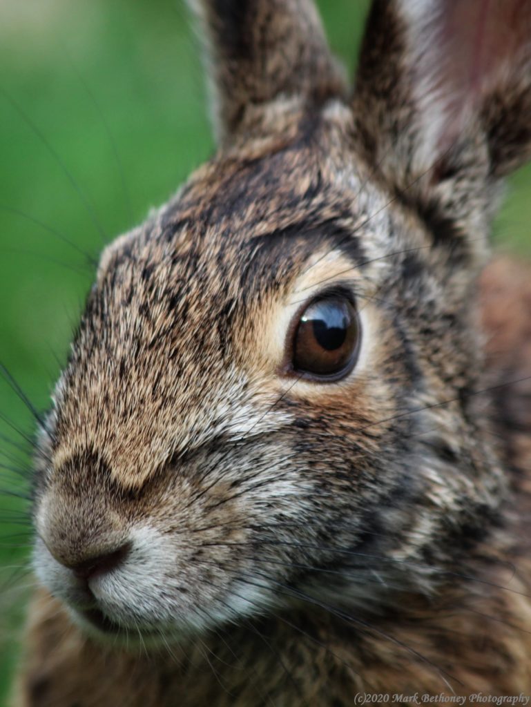 a closeup of a bunny's face.
