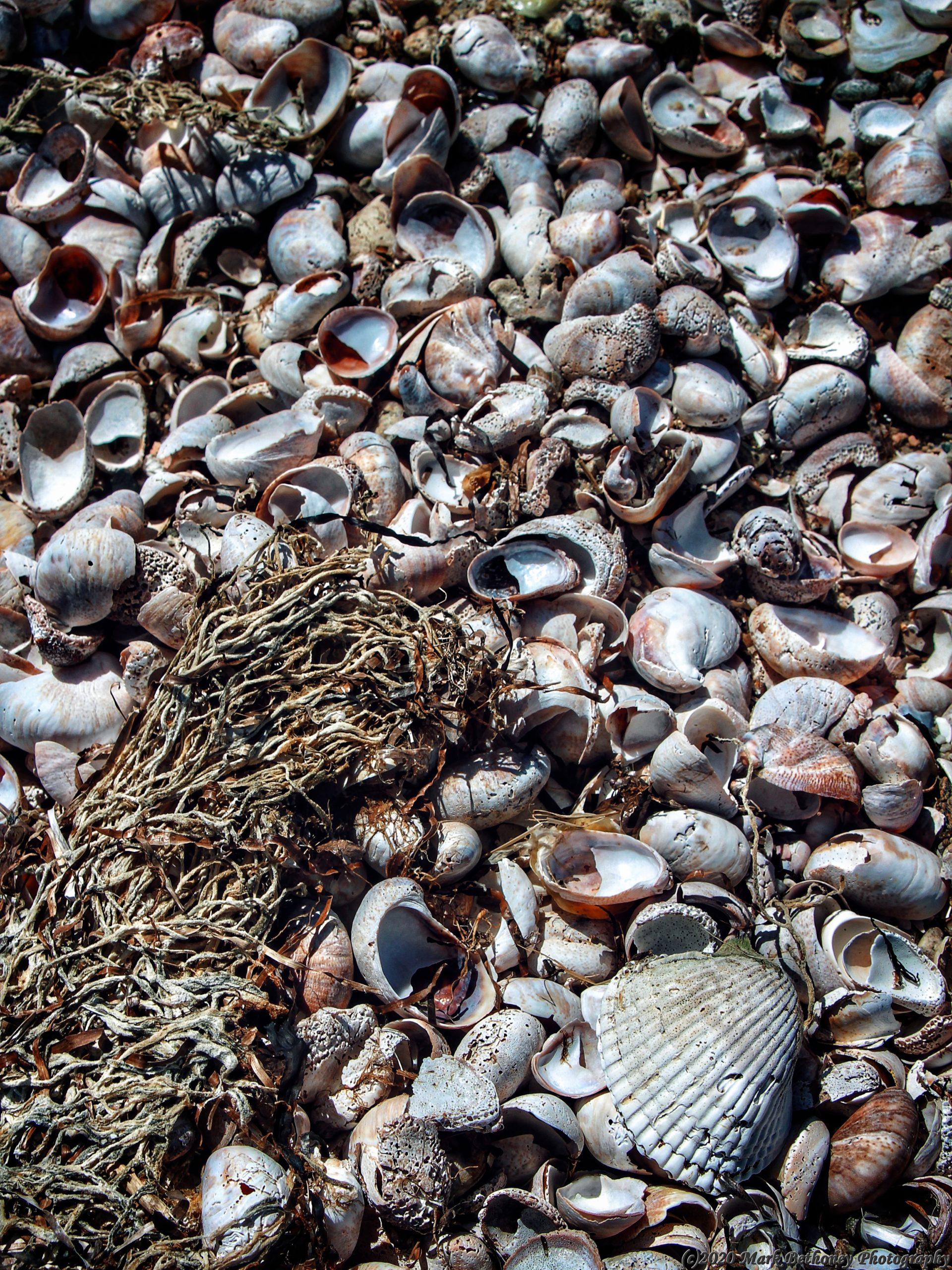Walking Shell Walking on Seashells – Hatchetation