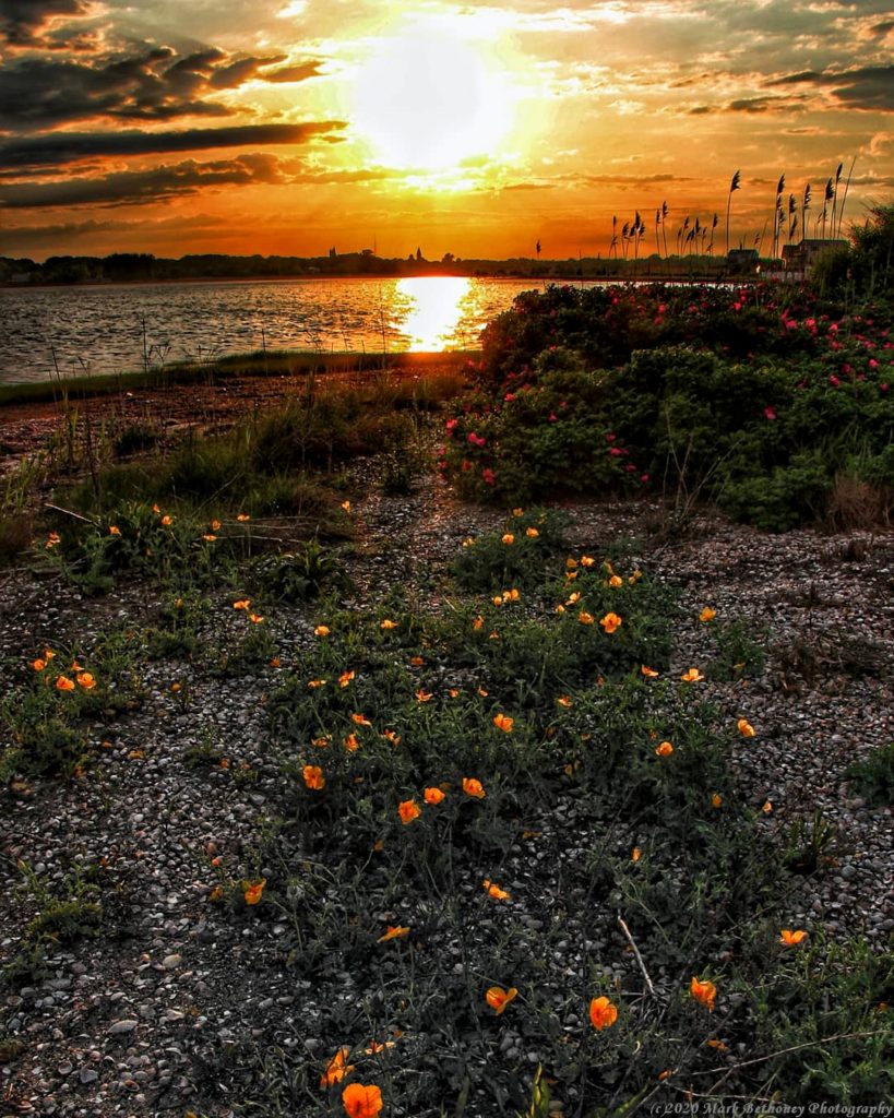 Beach flowers along the Fairhaven coast.