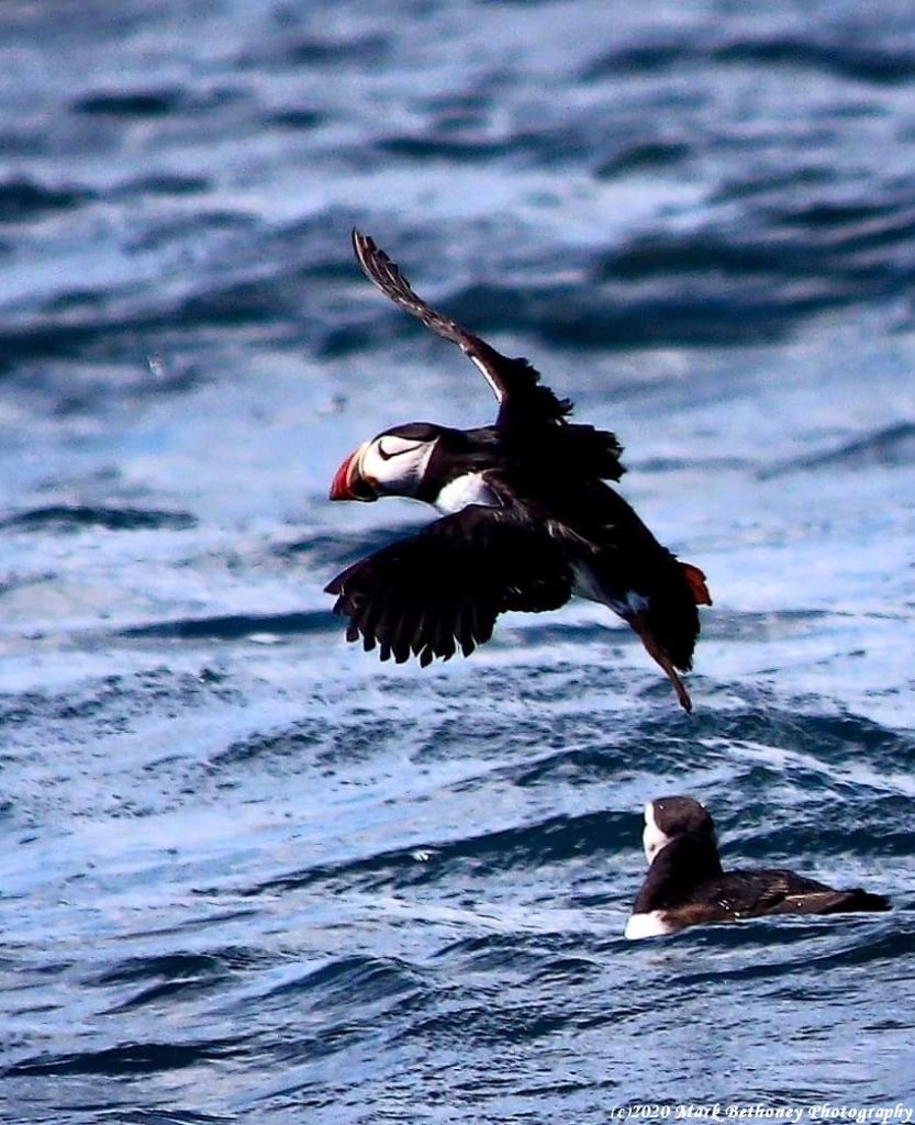 A puffin soars over the water.