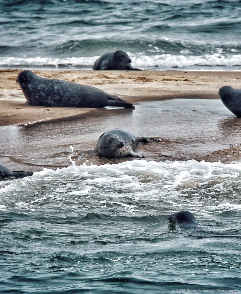 A seal appears to be smiling as he suns on a spit surrounded by water and other seals.