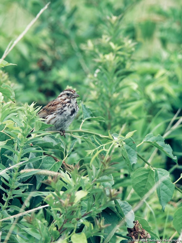 Image of a sparrow perched on a branch surrounded by greenery. The photo is copyrighted 2020 by Mark Bethoney Photography.