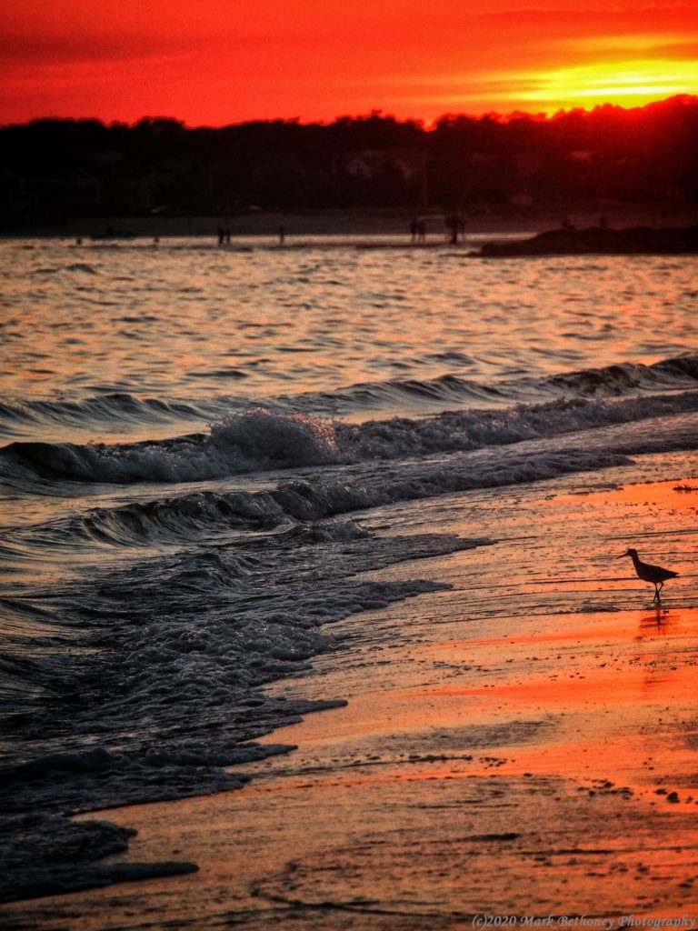 A silhouetted dowitcher looks to the waves at sunset in Chatham, MA.