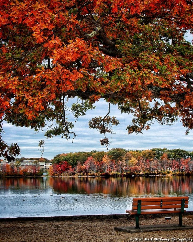 A bench scene in autumn with a fall covered tree canopy above it.