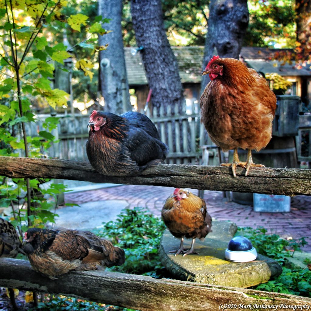 Just some chickens sitting on a fence. No Big deal.
