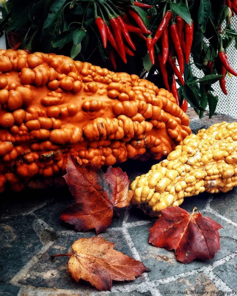 Red Colored Leaves and Gourds are signs of Autumn in New England