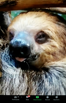 Sloth on Zoom