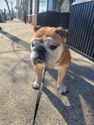 Lenny the Bulldog