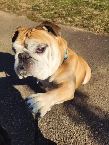 Lenny asking for a treat